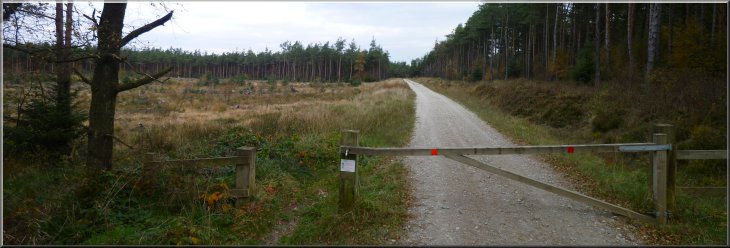 Looking back Northwards along the forest access road