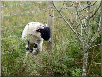Young sheep with its head stuck through the wire
