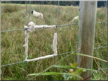 Wire square wrapped with wool by the struggling sheep