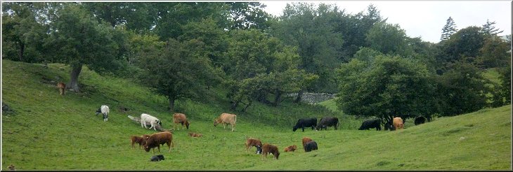 Cattle grazing in the riverside pasture