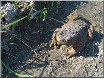 A toad seen at Bracey Bridge
