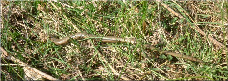 A slow worm rushing away to hide