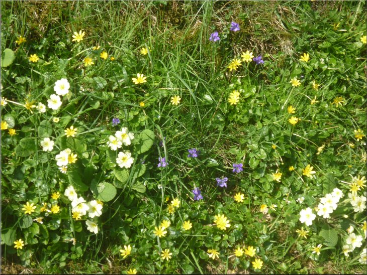 There were great banks of primroses, violets and cellandines by the path