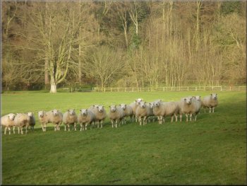 Flock of wary Texel ewes
