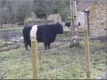 Belted Galloway cow at Gillamoor Mill