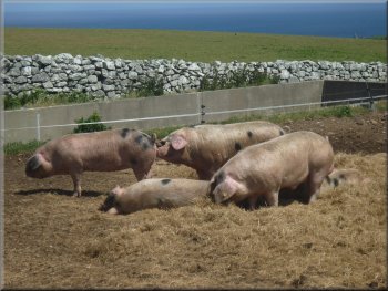 Gloucester Old Spot pigs at the farm on Lundy 