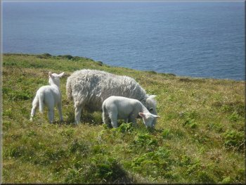 Ewe and lambs on the cliff top