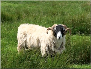 Swaledale tupp giving us a hard stare