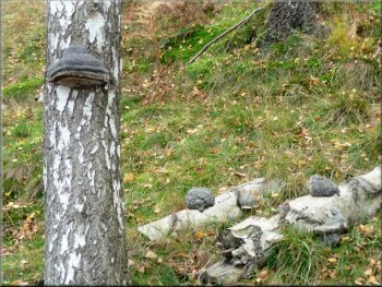 Bracket fungus on a birch tree
