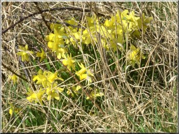 Wild daffodils by the Cleveland Way