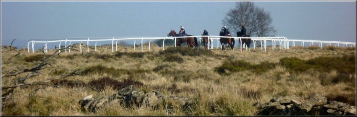 Race horses at the end of the gallops
