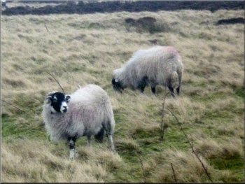 Swaledale sheep by the railway path