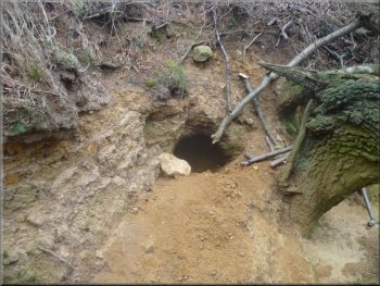 One entrance to a badger sett below the path
