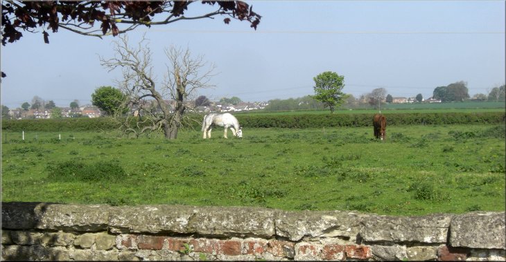 Horses grazing on the edge of Milby