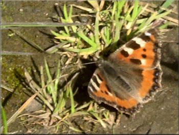 Small tortoise shell butterfly on the path