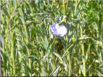 A large field of Flax just coming into flower