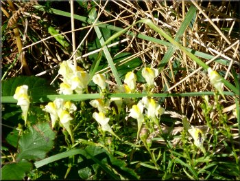 Common toadflax by the path