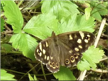 Speckled Wood butterfly by the path
