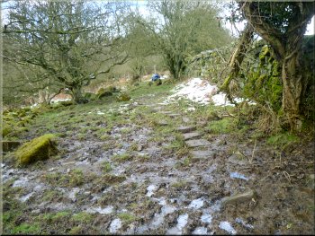 Muddy woodland path above Padside Beck 