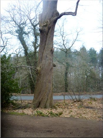 A very nice example of a sweet chestnut tree near the road with its 

twisted bark spiralling up the trunk