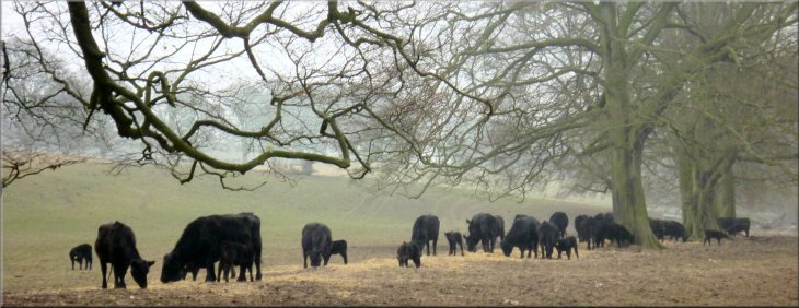 Aberdeen Angus cattle being fed by the track near Eddisbury Lodge
