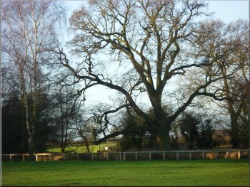 Impressive old oak tree on the show field