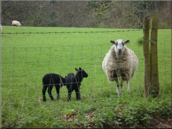 Ewe and lambs by the track