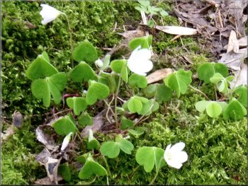 Wood sorrel in a mossy patch