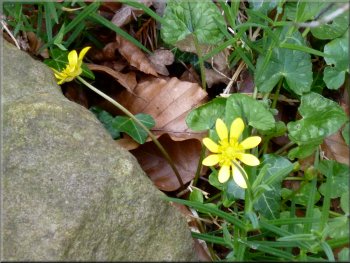 Celandines by the path
