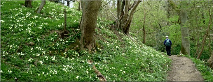 Bank covered in primroses by the path