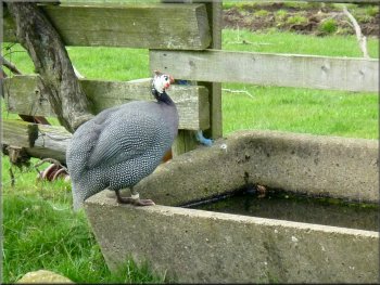 Guinea fowl at Green End