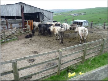 Cattle at Greenlands Farm