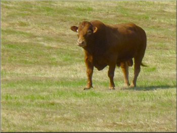 Limosin bull in a field on the roadside