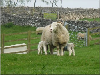 Ewe & lambs at Middle Farm, Brushfield