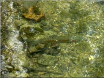 One of the large trout seen from the footbridge