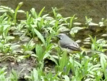 Grey wagtail feeding on the mudbank  by the River Wye