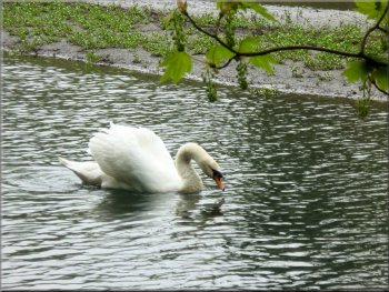 Swan on the River Wye - his mate was sitting on a nest nearby