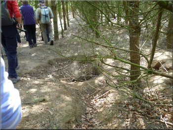 One of the many entrances to the badger sett by the path