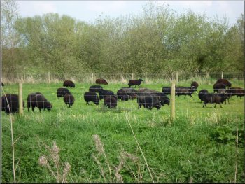 Flock of Hebridean Sheep by the path