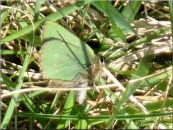 Green Hairstreak butterfly with wings closed