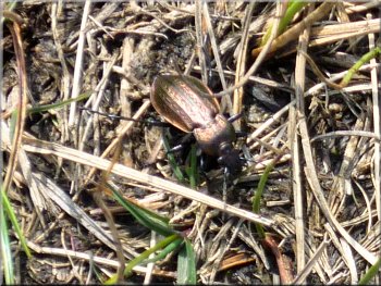 Copper coloured beetle by the path