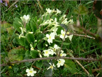 Primroses by the path