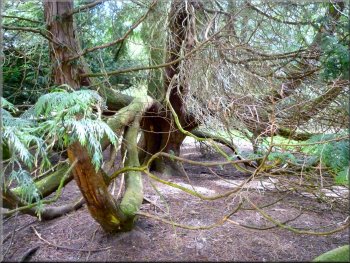 Yew tree at the Valley Church - a few hundred years old