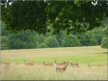 Group of Fallow deer in the long grass