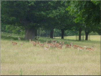 Group of fallow deer in the long grass