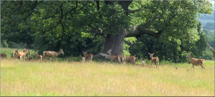 Group of red deer in the shade of a big oak tree