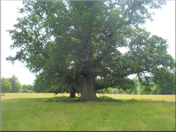 Ancient oak tree by the access road