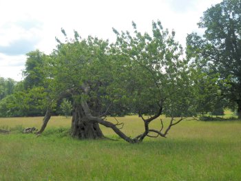  Ancient cherry tree by the access road