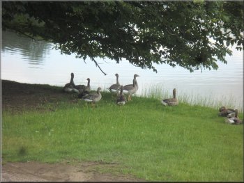Greylag geese on the lake shore
