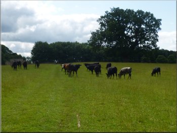 Path took us through aherd of young beef cattle
